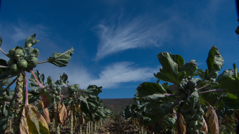 Růžičková kapusta: 7 ověřených tipů pro bohatou úrodu a vitamíny přímo z vaší zahrady!