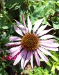 Rudbekia ružová (Echinacea)