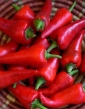 Paprika červená pálivá Cyklon