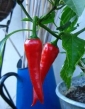 Paprika červená pálivá Cyklon