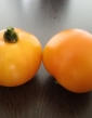 Paradajka kríčková Oranže