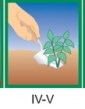 Letničky balkónové