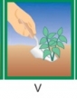 Levanduľa lekárska