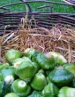 Patizón OKRA