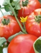 Rajčiak bulharský KALINA F1