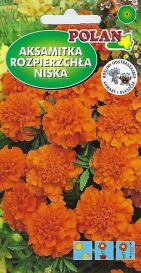 Aksamitník rozkladitý ORANŽOVÝ