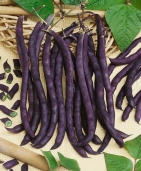Fazole Blauhilde MoravoSeed - 15 g