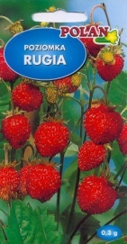 Lesní jahoda RUGIA