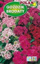 Hvozdík vousatý směs barev