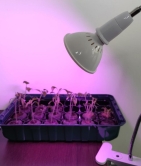 LED GROW lampa Basic (E27) - 6 W