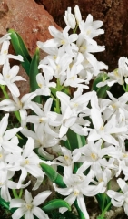 Chionodoxa (Scilla) Alba
