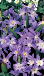 Chionodoxa (Scilla) nebeská