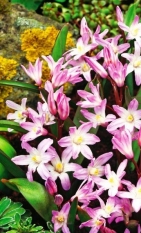 Chionodoxa (Scilla) Pink Giant