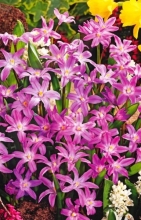 Chionodoxa (Scilla) Rose Queen