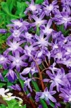 Chionodoxa (Scila) Violet Beauty