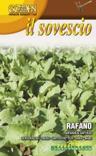 Křen selský - zelené hnojení - 100 g