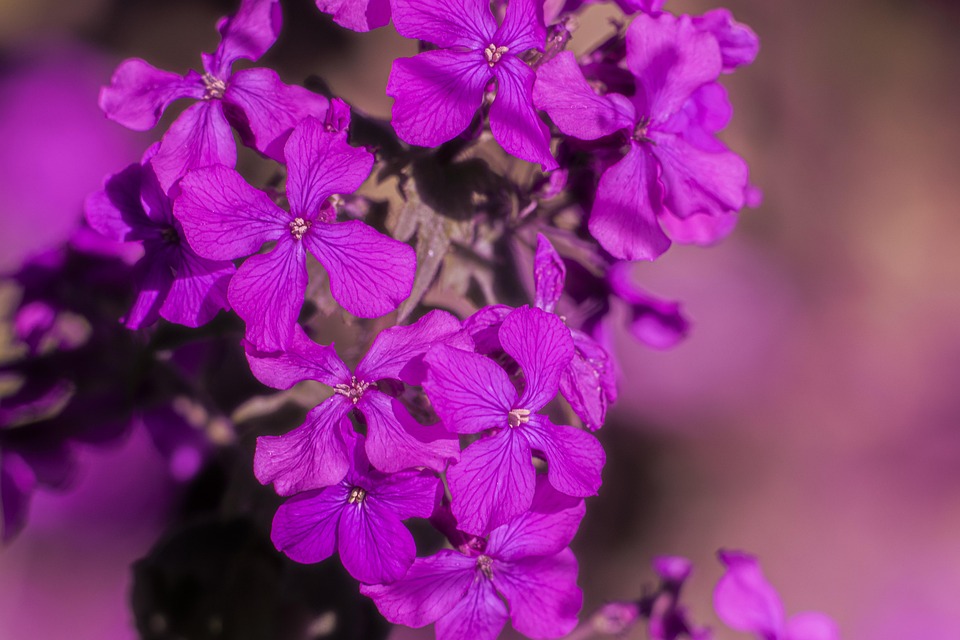 Lunária - pápežova minca